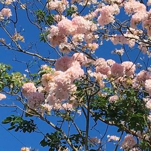 Meet your Posher, Alice